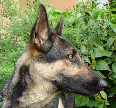 gretl von grimm profile